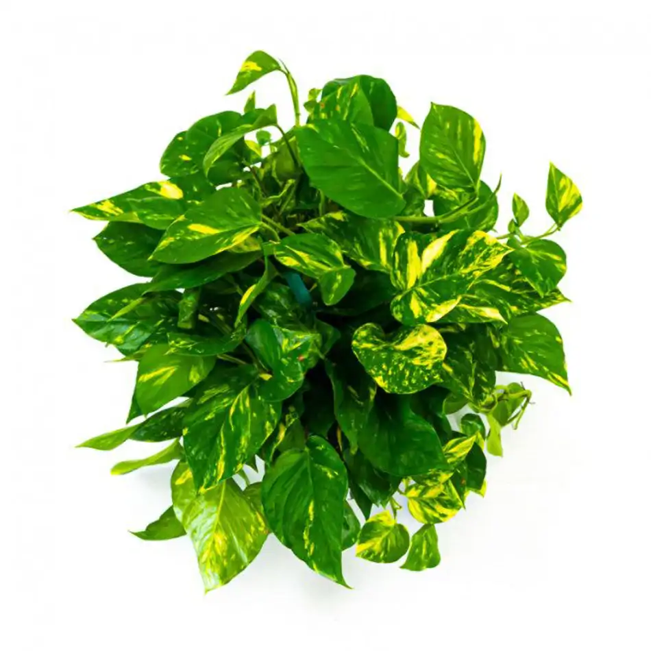 Pothos colgar