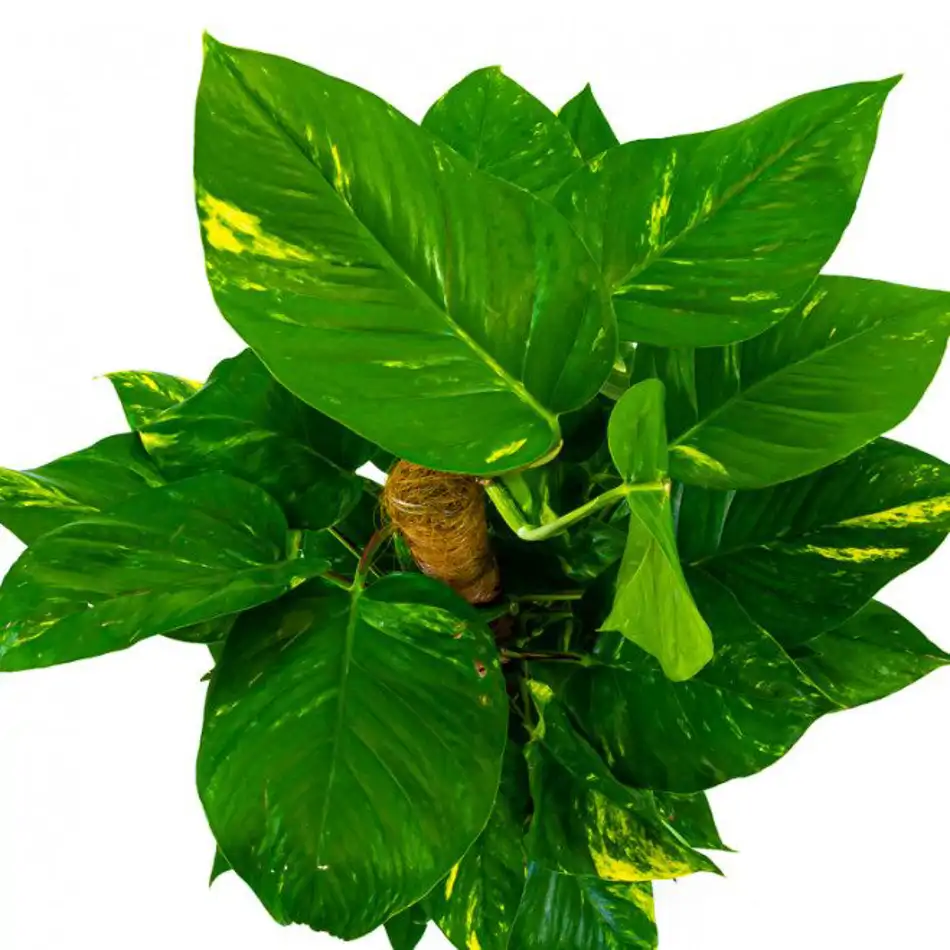 Pothos tutor