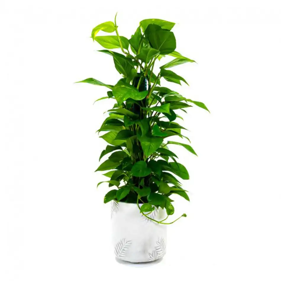 Pothos tutor