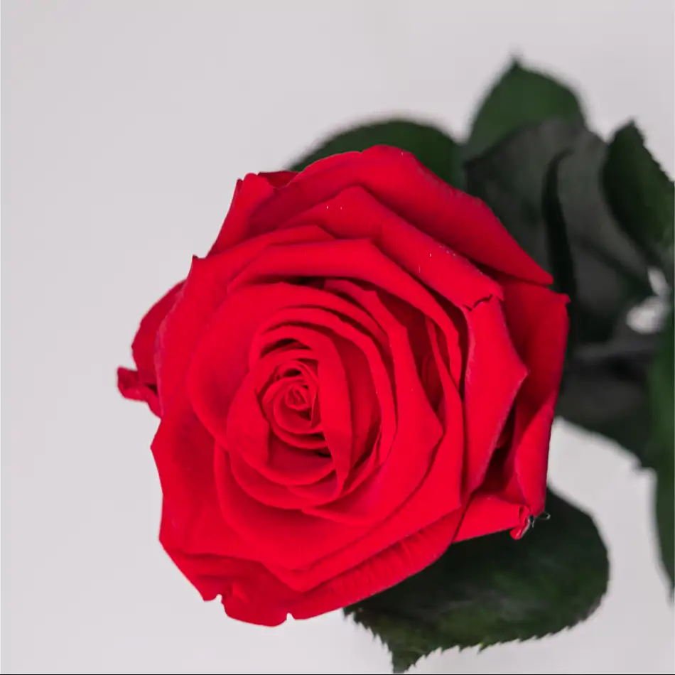 Rosa Eterna Roja en Jarrón de Cristal – Regalo Romántico para San Valentín.Sv15