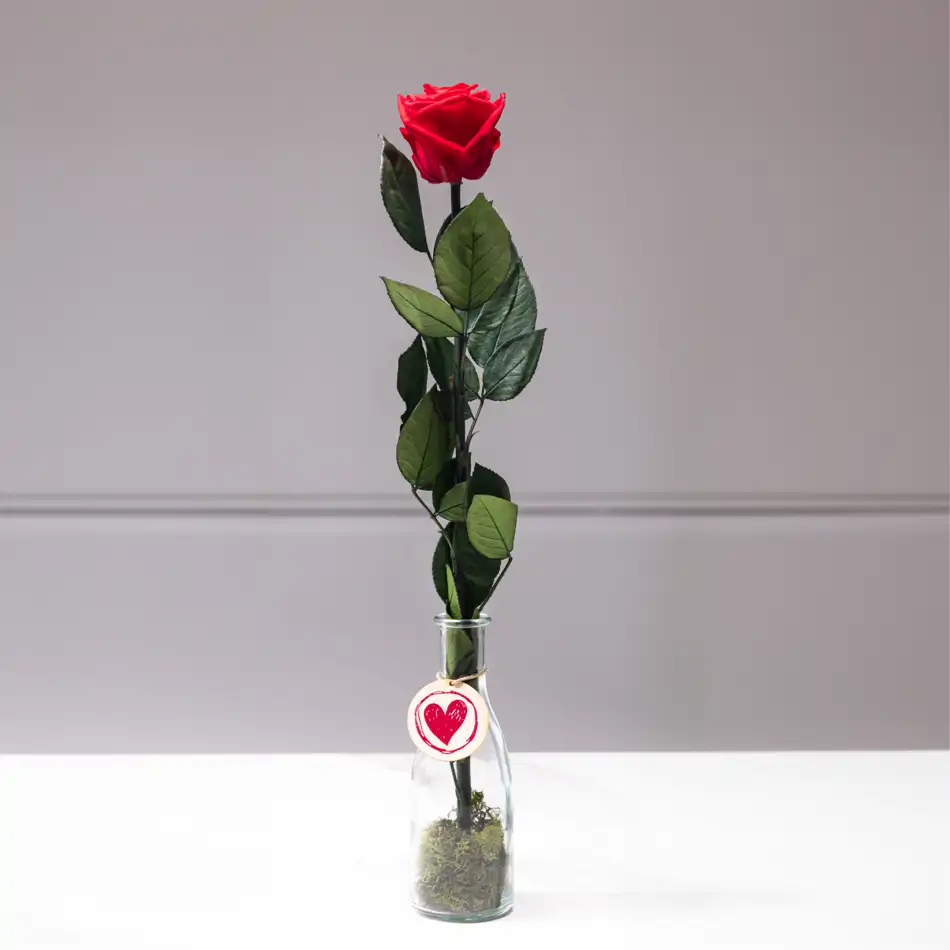 Rosa Eterna Roja en Jarrón de Cristal – Regalo Romántico para San Valentín.Sv15