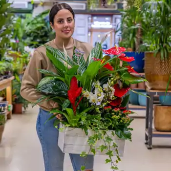 Comprar Caja jardín natural en Barcelona