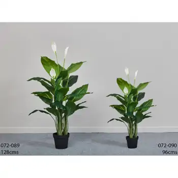 Comprar Spathiphyllum en Barcelona