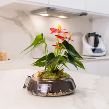 Comprar Anthurium en base de cristal en Barcelona