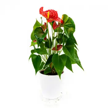 Comprar Anthurium en Barcelona