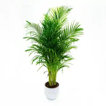 Comprar Areca en Barcelona