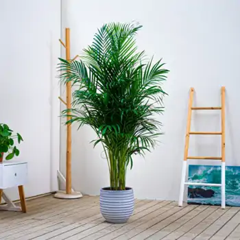 Comprar Areca en Barcelona