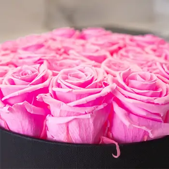 Comprar Caixa 25 roses roses preservades a Barcelona