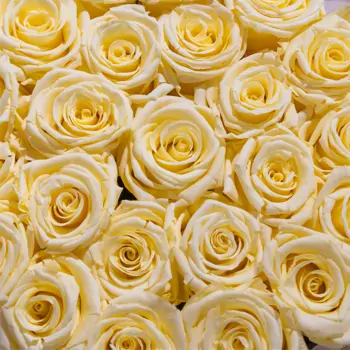 Comprar Caja de 25 rosas preservadas en Barcelona