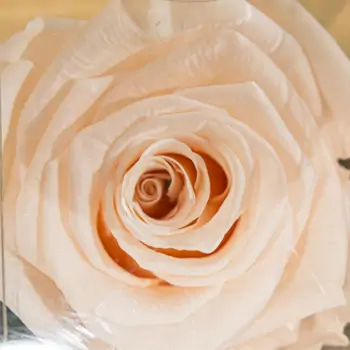 Comprar  ROSA PRESERVADAS a Barcelona