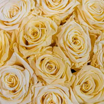 Comprar Capsa de roses preservada gran a Barcelona
