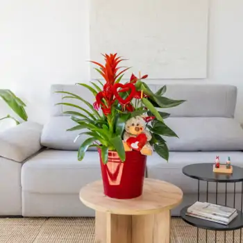 Comprar Centro de Guzmania y Anthurium en Barcelona