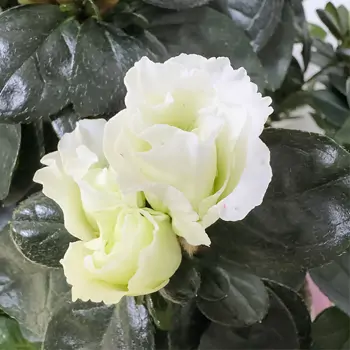 Comprar Composición de azaleas en Barcelona