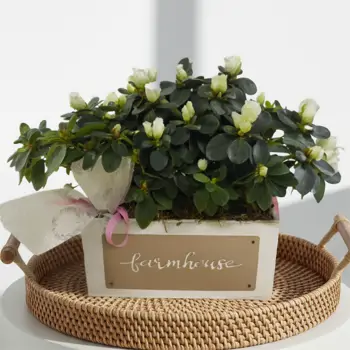 Comprar Composición de azaleas en Barcelona