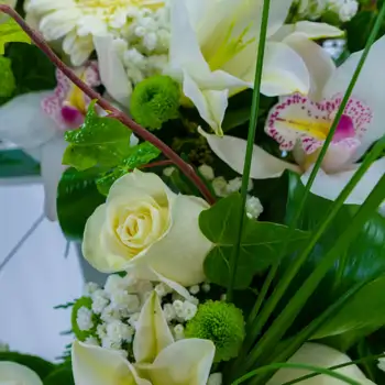 Comprar Coronita flor blanca en Barcelona