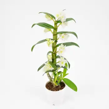 Comprar Dendrobium en Barcelona