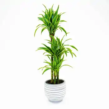 Comprar Dracaena Lemon en Barcelona