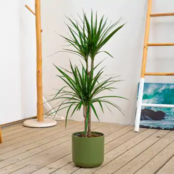 Comprar Dracaena Marginata en Barcelona