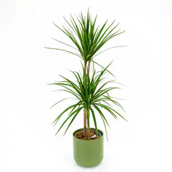 Comprar Dracaena Marginata a Barcelona