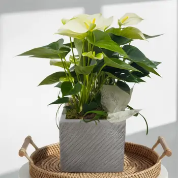Comprar Elegante anthurium en base de fibra en Barcelona