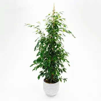 Comprar Ficus Benjamina en Barcelona