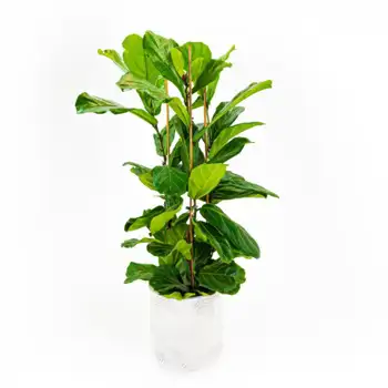 Comprar Ficus lyrata en Barcelona