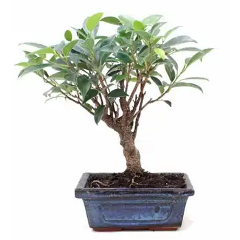 Comprar Ficus retusa en Barcelona