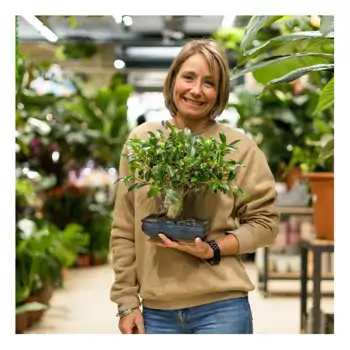 Comprar Ficus retusa en Barcelona