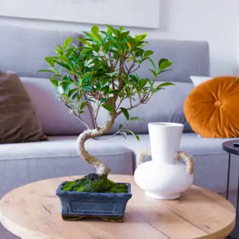 Comprar Ficus retusa en Barcelona