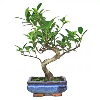 Comprar Ficus retusa en Barcelona