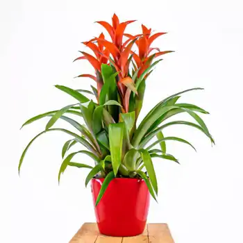 Comprar Grupo de guzmania con tiesto decorativo en Barcelona