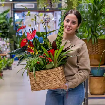 Comprar Grupo de plantas elegante en Barcelona