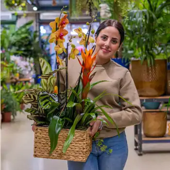 Comprar Grupo de plantas exuberante en Barcelona