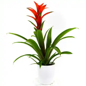 Comprar Guzmania en Barcelona