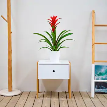 Comprar Guzmania en Barcelona