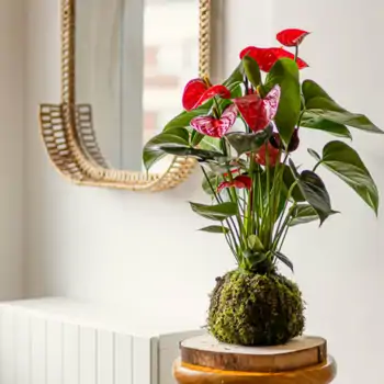 Comprar Kokedama anthurium rojo en Barcelona