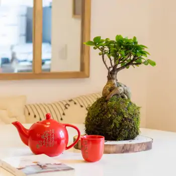 Comprar Kokedama ficus ginseng en Barcelona