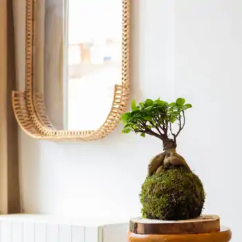 Comprar Kokedama ficus ginseng en Barcelona