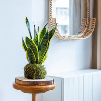 Comprar Kokedama sansiviera en Barcelona