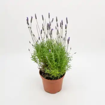 Comprar Lavanda en Barcelona