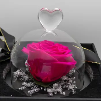 Comprar Mini cúpula de rosa Liofilitzada Deluxe a Barcelona