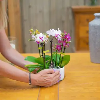 Comprar Mini  phalaenopsis en Barcelona