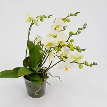 Comprar Mini phalaenopsis en Barcelona