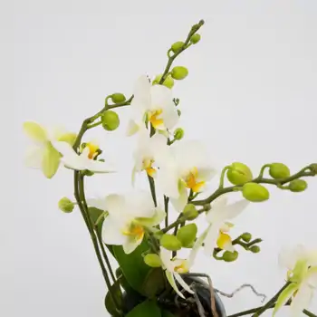 Comprar Mini phalaenopsis en Barcelona