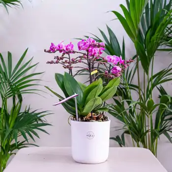 Comprar Mini phalaenopsis cerámica en Barcelona