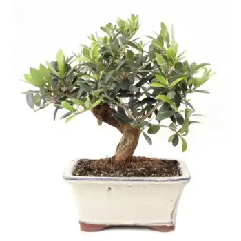 Comprar Olivo (Olea europea) en Barcelona