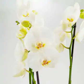 Comprar Phalaenopsis en Barcelona