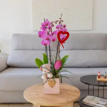 Comprar Phalaenopsis en Cajita de Madera con Peluche Mimoso en Barcelona