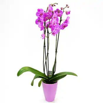 Comprar Phalaenopsis a Barcelona