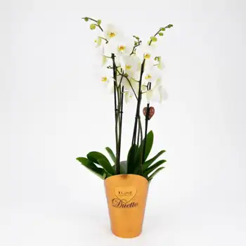 Comprar Phalaenopsis deluxe a Barcelona